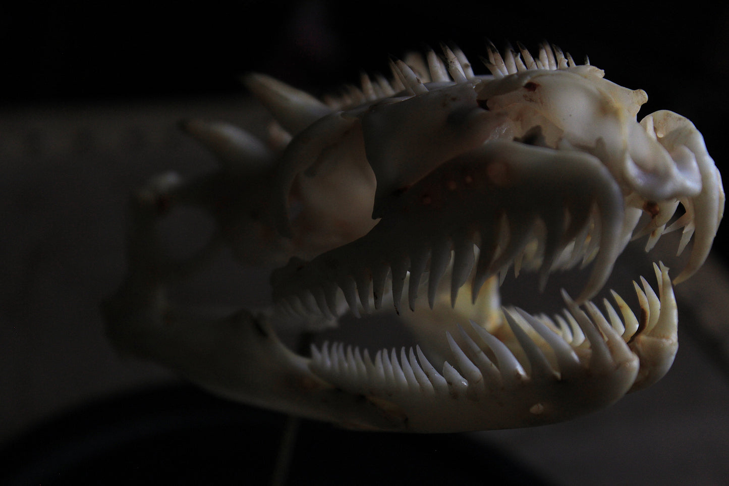 Thorny Basilisk