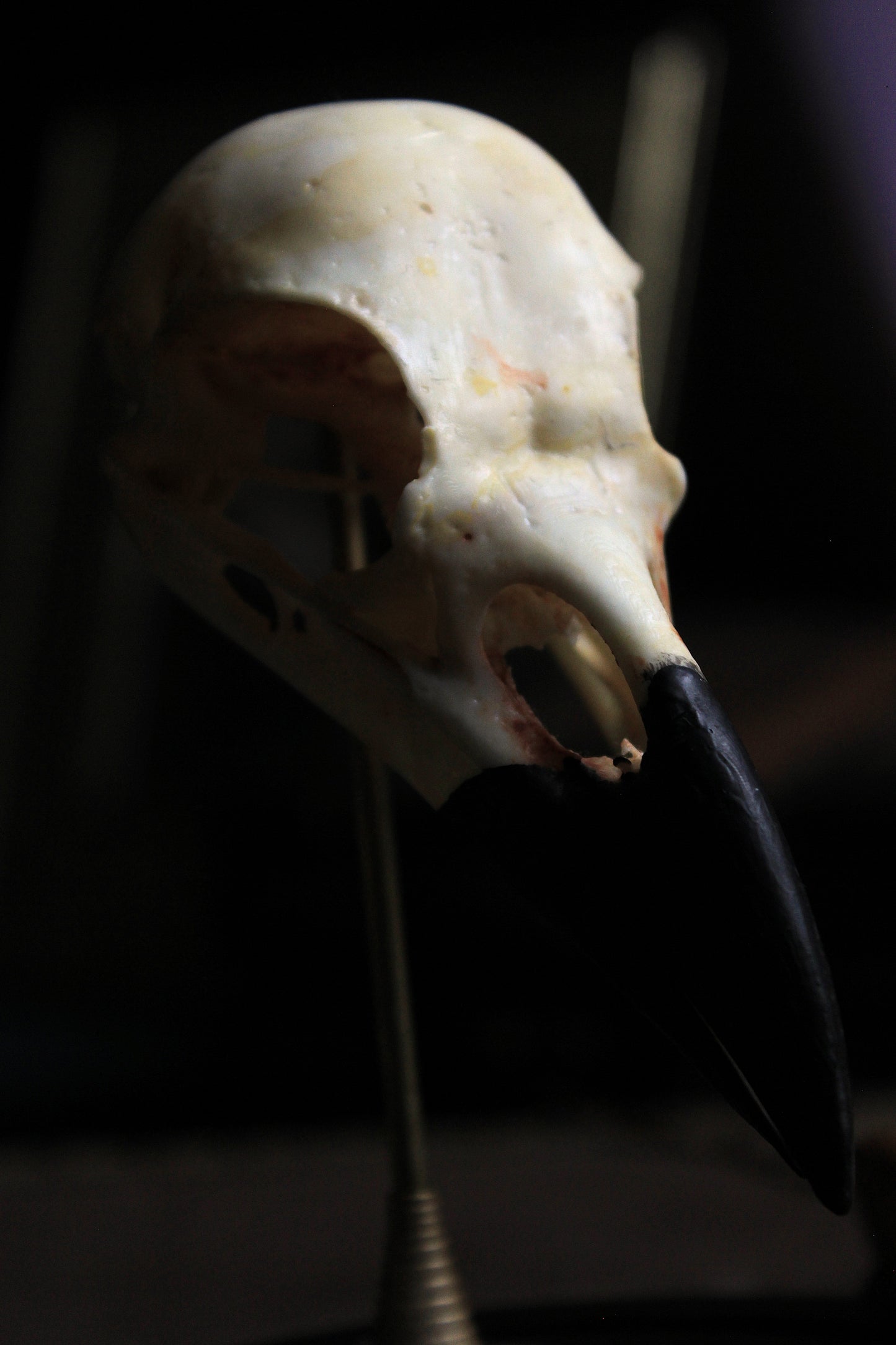 Odin's Caw