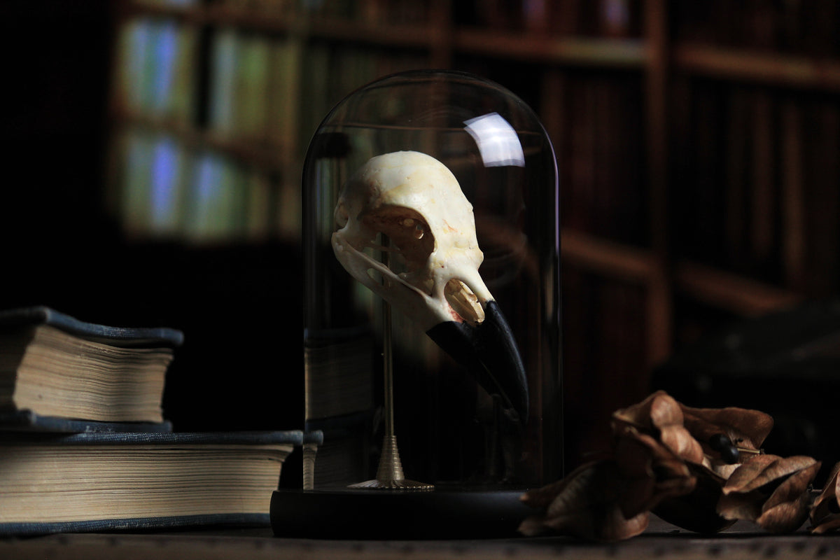 Individual Odin's Caw raven skull specimen beneath a glass cloche