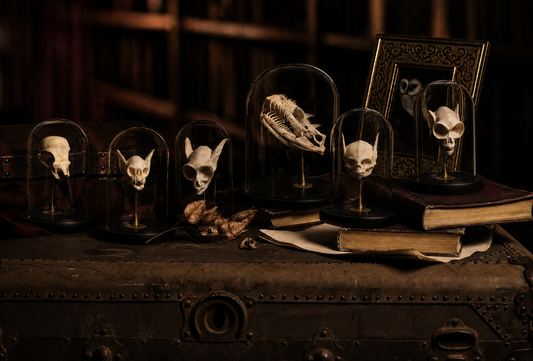 The Curious Collection