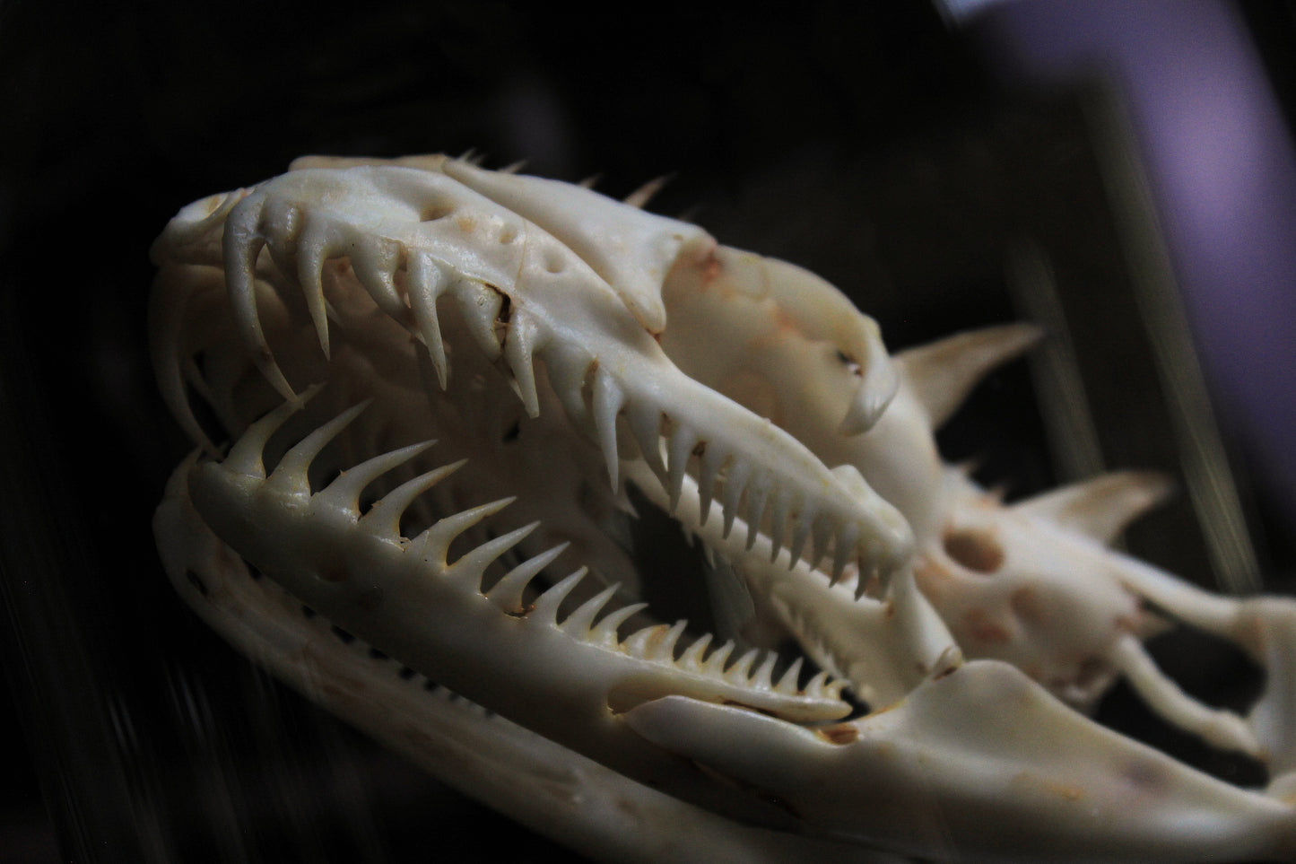 Thorny Basilisk