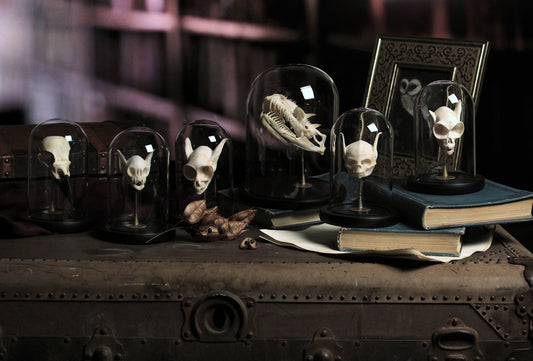 The Curious Collection