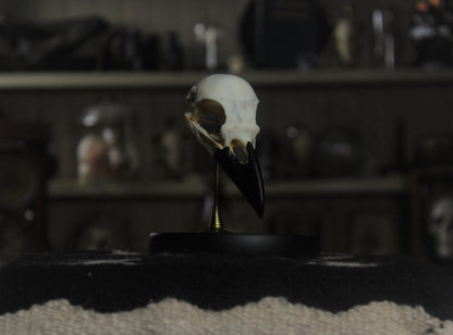 Veritable Fey Skull Set