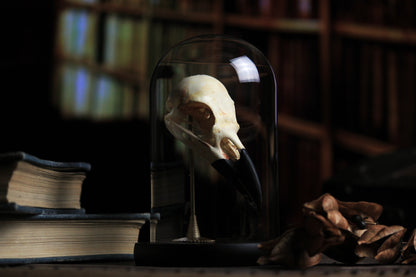 Individual Odin's Caw raven skull specimen beneath a glass cloche