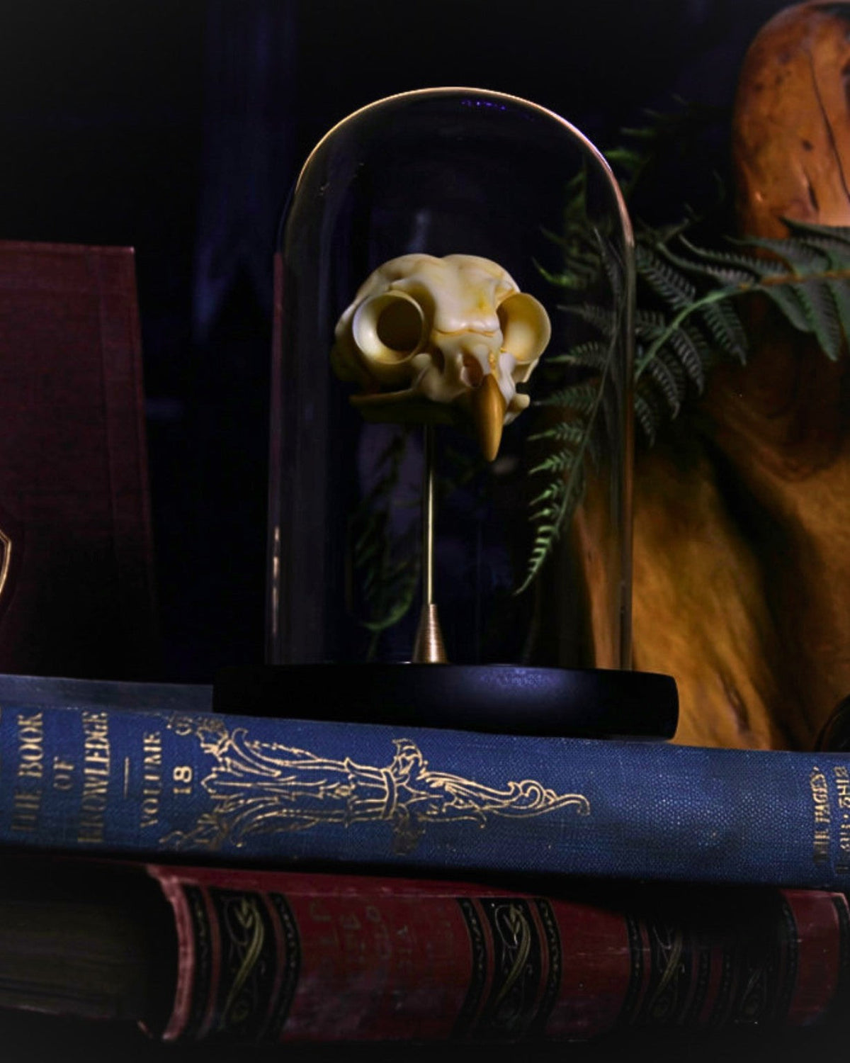 Individual Portent Owl skull displayed beneath a glass cloche