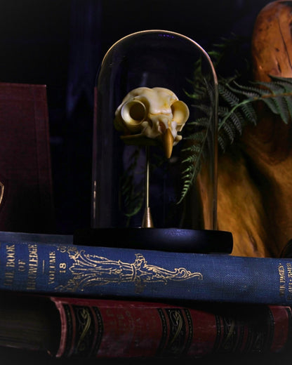 Individual Portent Owl skull displayed beneath a glass cloche