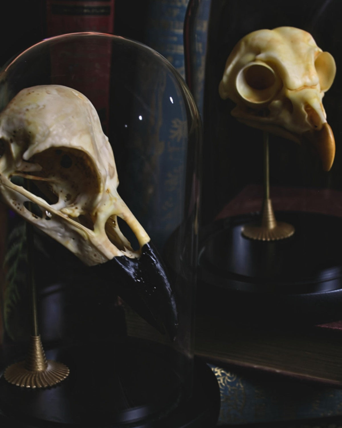 Closer view of Odin's Caw and Portent Owl together under glass cloches