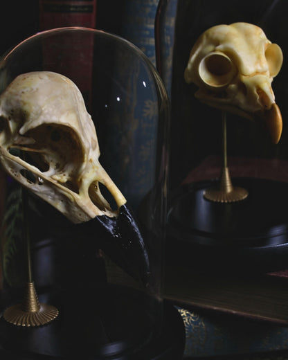 Closer view of Odin's Caw and Portent Owl together under glass cloches
