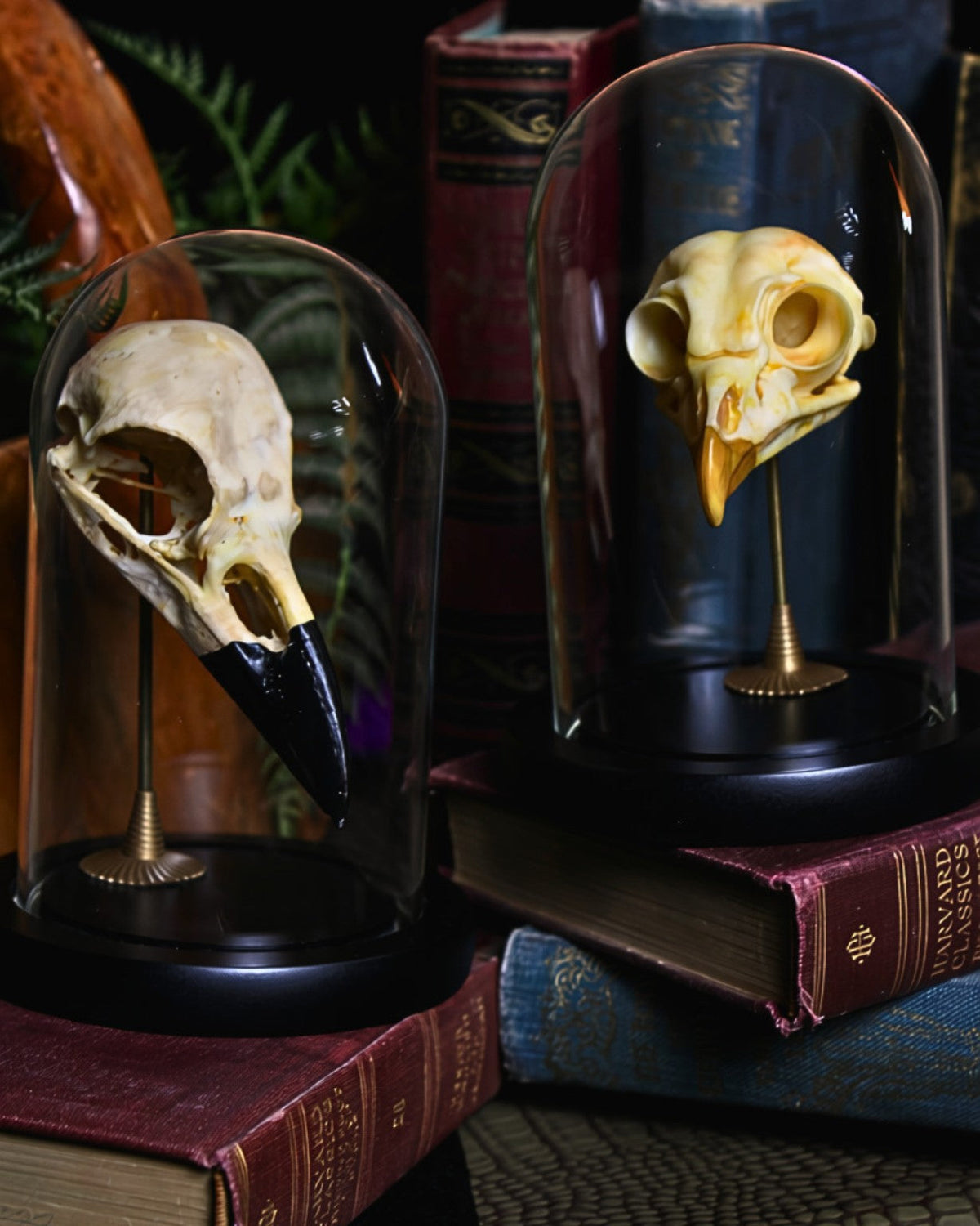 Omen Skull Set pair displayed together on antique books