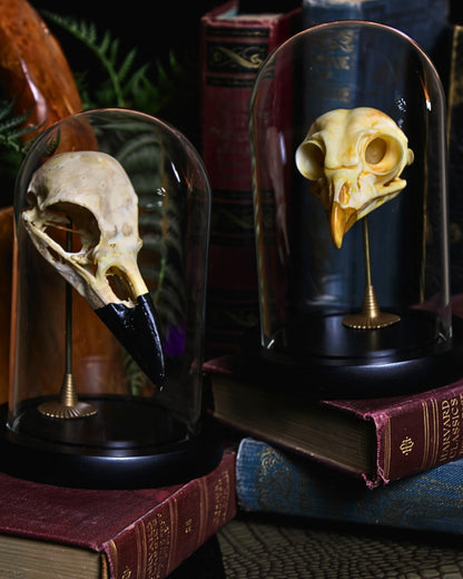 Omen Skull Set pair displayed together on antique books