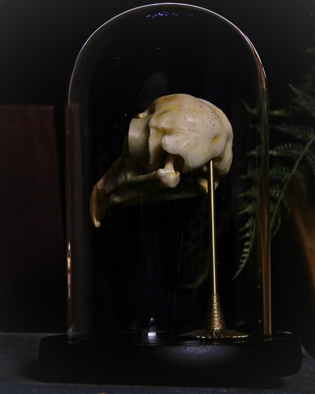 Side profile of Portent Owl specimen on brass mount beneath a glass cloche