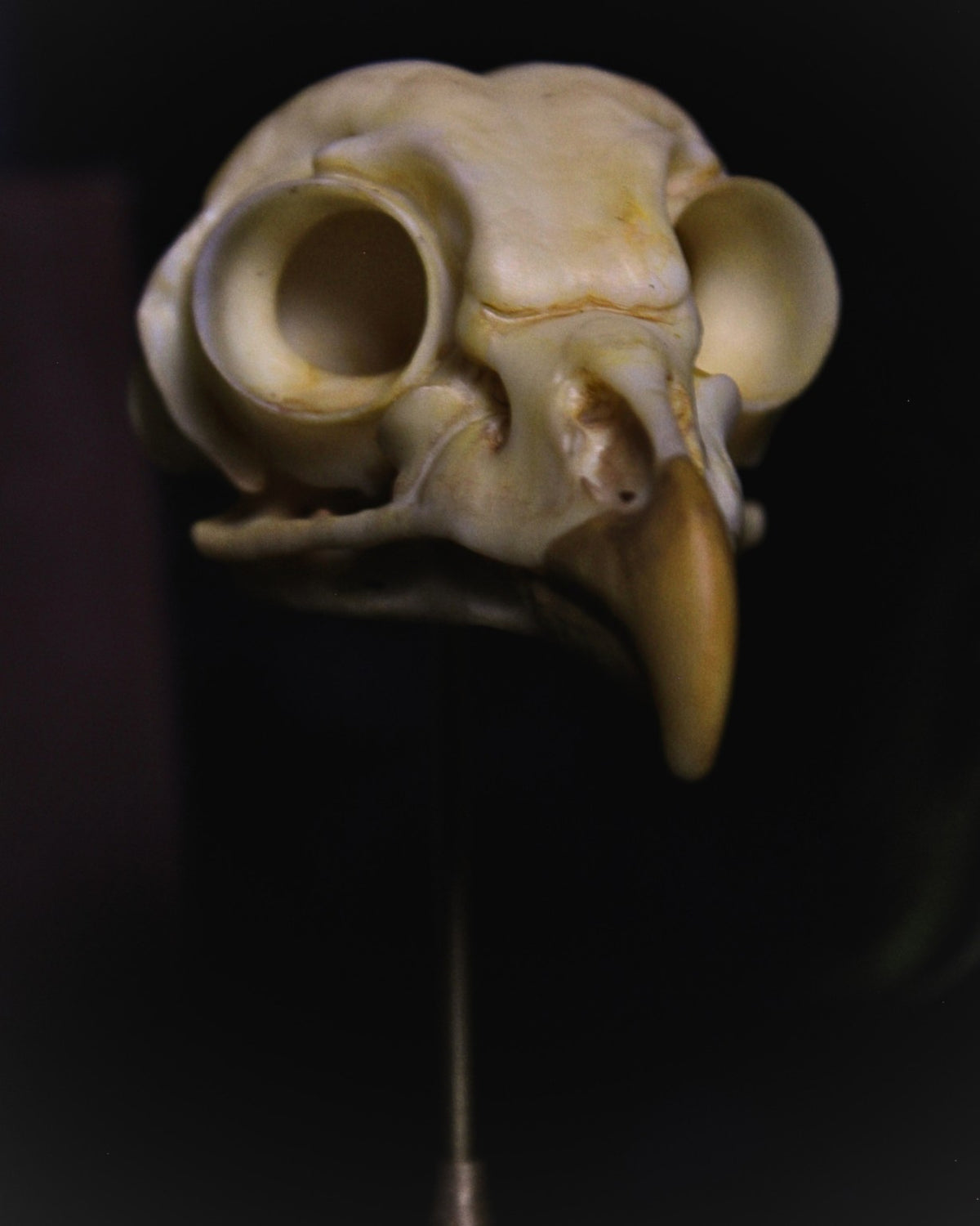 Close-up front view of the Portent Owl skull specimen and distinctive eye sockets
