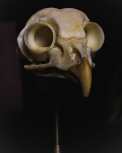 Close-up front view of the Portent Owl skull specimen and distinctive eye sockets